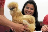 Therapy Chickens.jpg