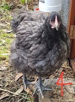 20171118_162419.jpg