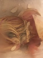 A27BA272-6FB7-452F-B751-0ACDA6312359.jpeg