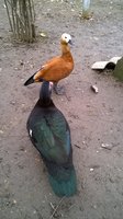 WP_20171116_028.jpg