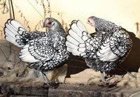 scooter and frankie preening 2.jpg scooter and frankie preening 2.jpg