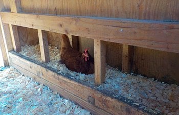 TwinsLoveChicks' Small Red Coop