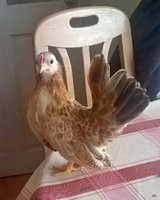 WP_20171121_13_36_09_Pro.jpg