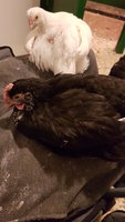 20171119_182645.jpg