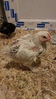 20171119_172513.jpg
