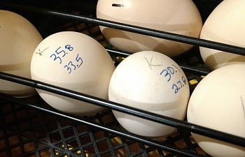 weighing eggs.jpg