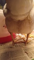 ChickenButtPicNoFlashNov2017.jpg