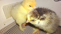 thanksgiving chicks.JPG