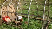 Silkie in the tractor 003.jpg