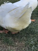 FFBFCEFF-2F39-4350-8C1D-BA63B80CA6F5.jpeg