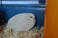 Ivory 1.jpg