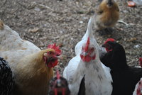DSC_0171.JPG