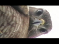 Grabbed Frame 346.jpg