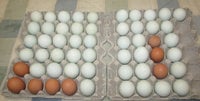 UofA Blues and OE hatching eggs.jpg UofA Blues and OE hatching eggs.jpg