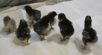 UofA and Marans 1.jpg UofA and Marans 1.jpg