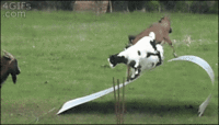 b99OcdR.gif