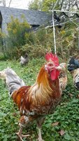 Resized_20171008_110047.jpeg