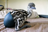 Emu in shell.jpeg