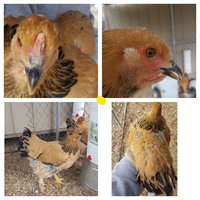 Buff Brahma Yellow.jpg