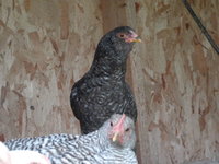 Domchick7.JPG