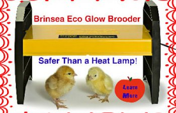 brinsea-2.jpg