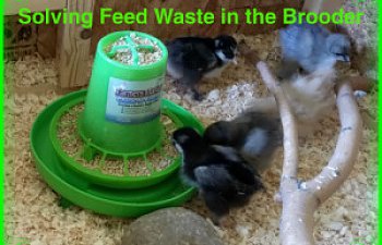 feed-waste-in-the-brooder.jpg