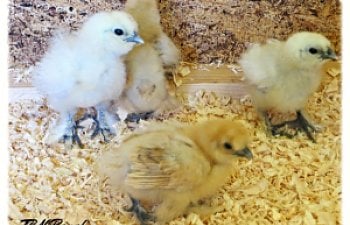 Raising Chicks, Step by Step