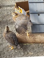 20170930_122108.jpg