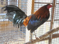DSCN7131.JPG
