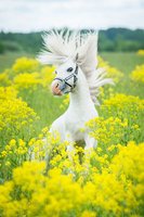 horses-lead.jpg.696x0_q80_crop-smart.jpg