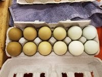 eggs.jpg