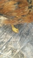 20171202_092312.jpg