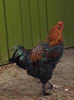 20171203_153410.jpg