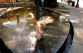 DSC03843 - n.jpg DSC03843 - n.jpg
