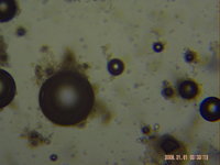 microscope 12-3-17 009.JPG