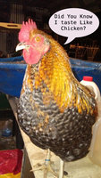 chicken.jpg