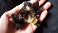 babies2.png