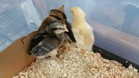 1Week.Triplets.jpg