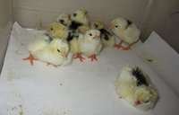 Third Pita Pinta hatch day old 1.jpg