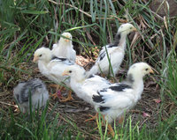 Two weeks old 1.jpg