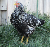 Pullet 1 11-15-14.jpg
