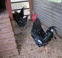 Pita Pinta Chicken 1.jpg