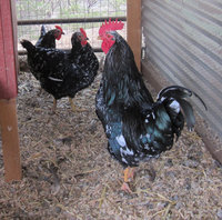Pita Pinta Chicken 3.jpg