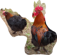 SmartSelectImage_2017-12-07-21-35-11.png