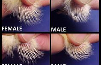 Wing Sexing example pic (not mine).png