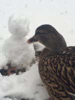 image.jpeg