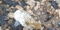 12-9-17 + johnnys poop 12-9#2.jpg