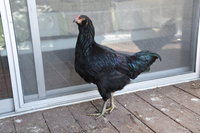 Black Ameraucana roo_06.JPG