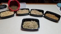 Evening-Sprouted Grains.jpg