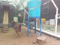 chicken-water02.jpg